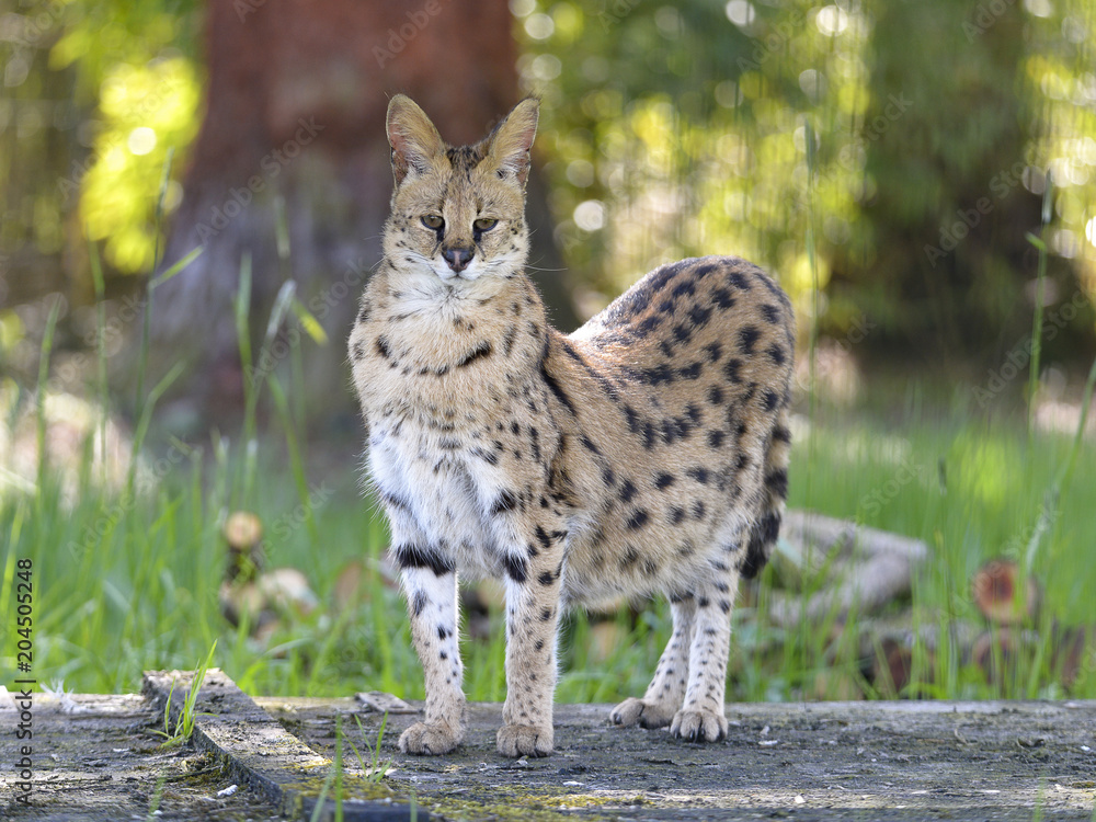 Serval (Leptailurus serval) standing seen from face Serval (Leptailurus serval) standing seen from face