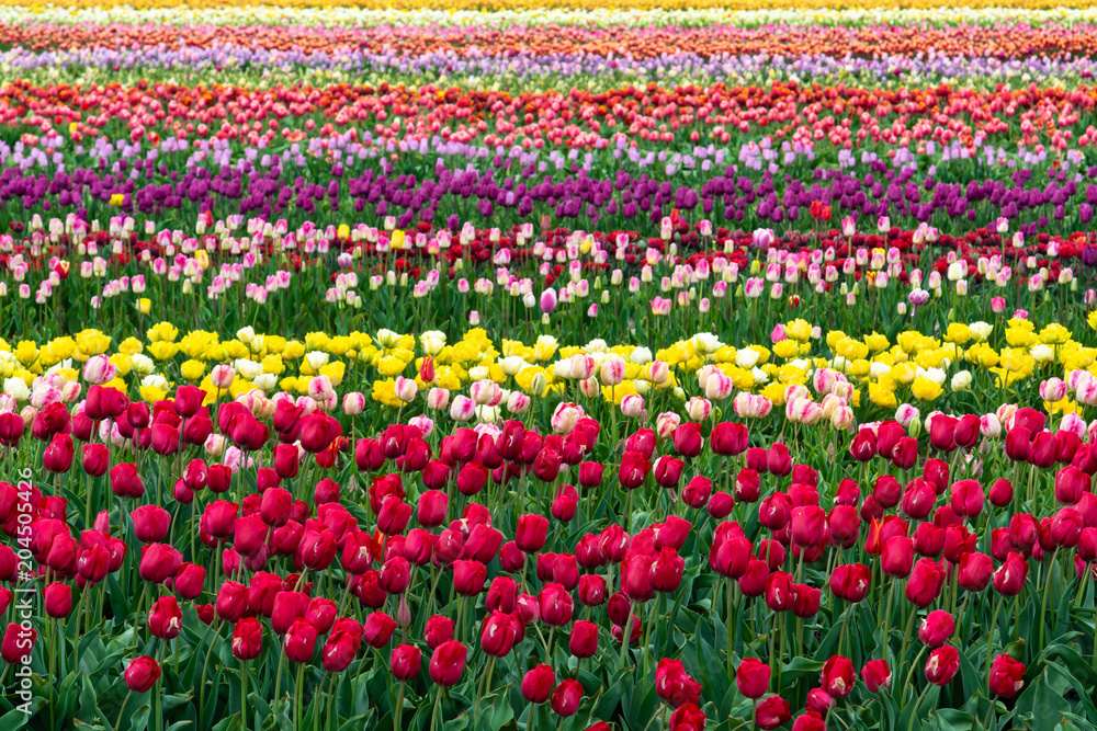 Colorful tulip fields forming a beautiful striped pattern.