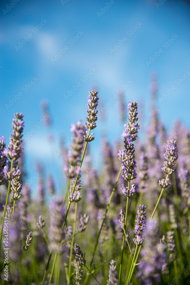 Fototapeta premium Close up of lilac flowers