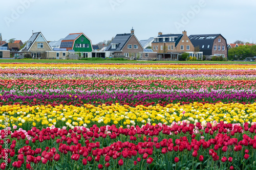 Colorful tulip fields in front of the holland country houses.