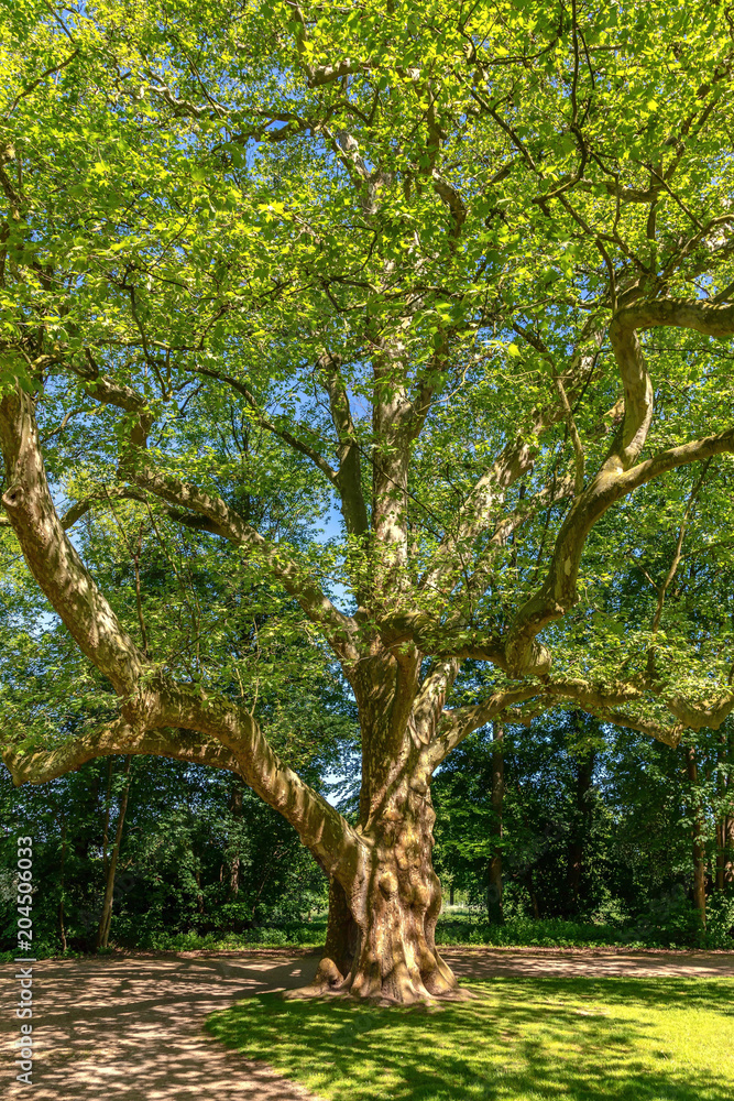 A big sunlit tree in a park