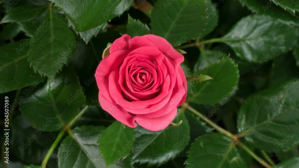 Timelapse of pink rose growing blossom from bud to big flower on green leaves background Timelapse of pink rose growing blossom from bud to big flower on green leaves background