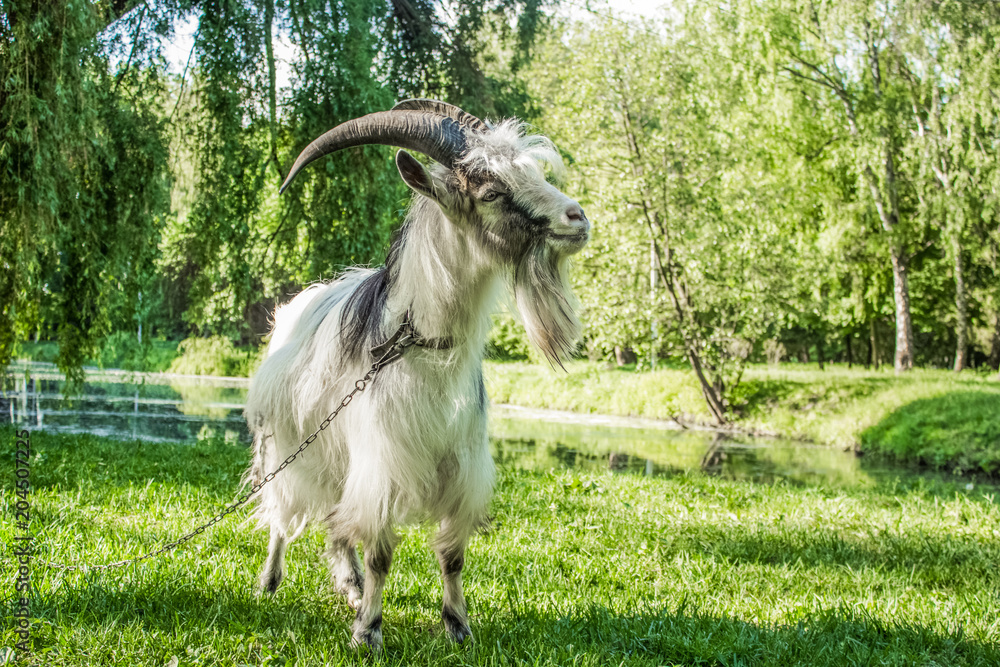 Obraz premium White goat close portrait in green nature environment