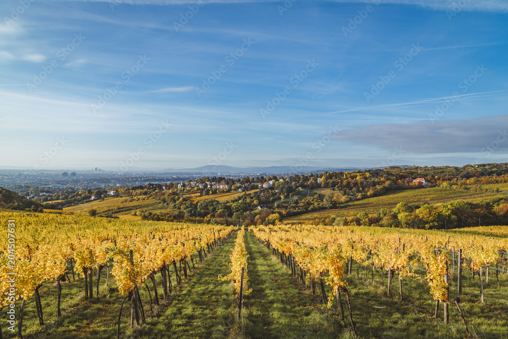 Autumnal view of vineyard in Vienna (Austria)