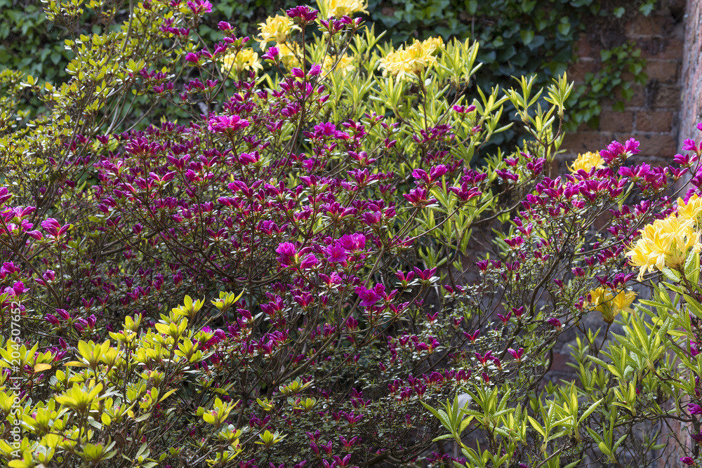 Naklejka premium Azalea bushes planted in a corner of a garden in the shelter of a wall.