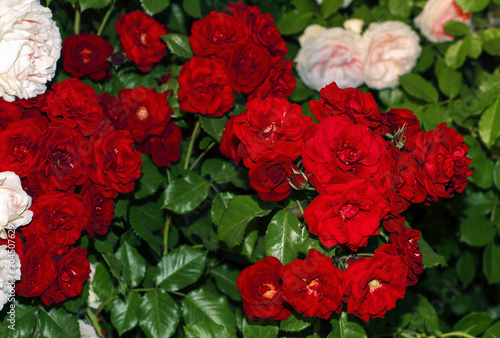 fresh red roses