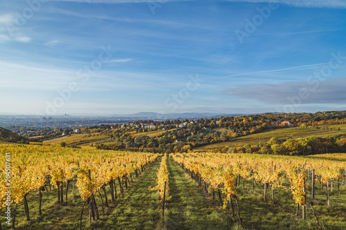 Autumnal view of vineyard in Vienna  Austria 