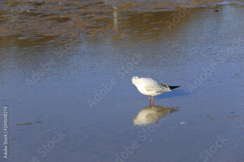 The seagulls are walking by the sea