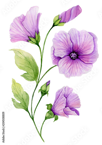 Soft floral illustration. Beautiful purple lavatera flowers on a twig with green leaves and closed buds isolated on white background. Watercolor painting.