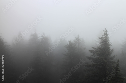 Tannenspitzen im Nebel © koseb