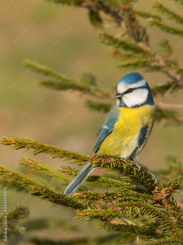Fototapeta premium Cyanistes caeruleus - Cinciarella