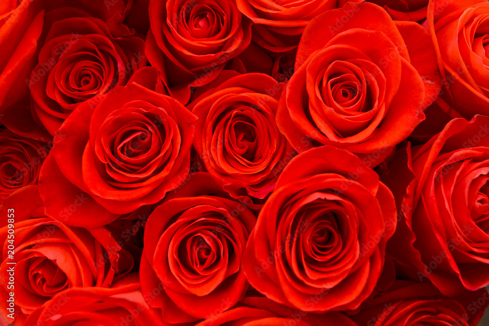 red roses are gathered in a large bouquet red roses are gathered in a large bouquet