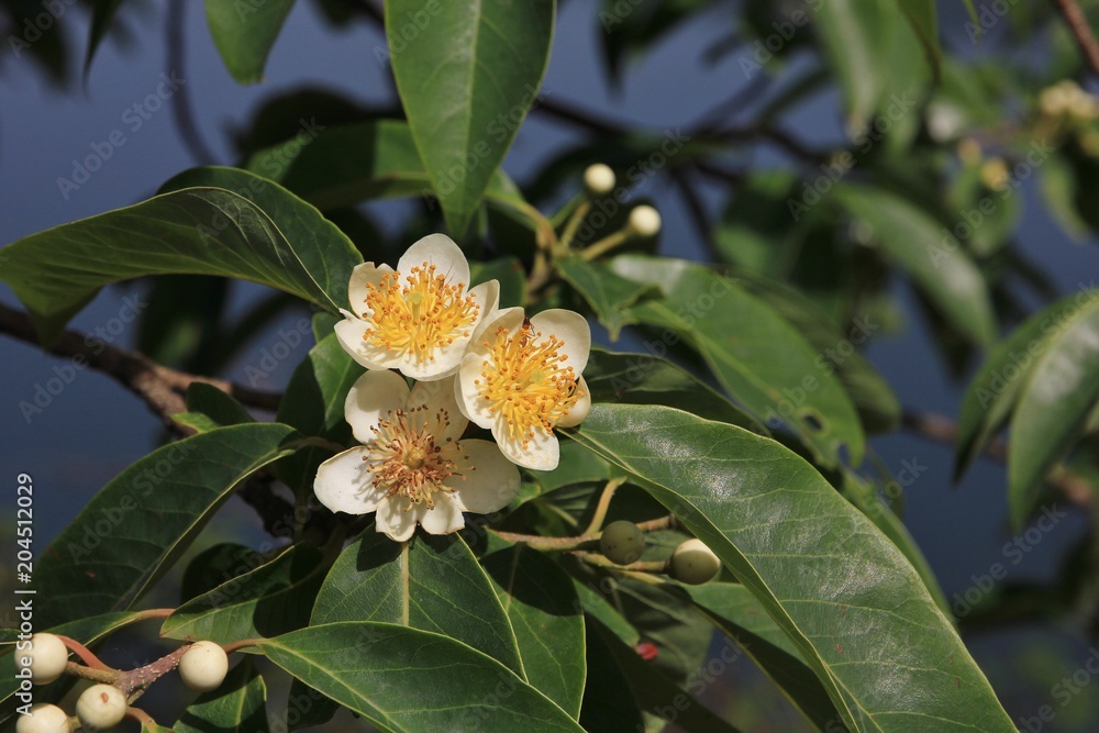 White flowers of a tree in Pokhara, Nepal. Spring scene. White flowers of a tree in Pokhara, Nepal. Spring scene.