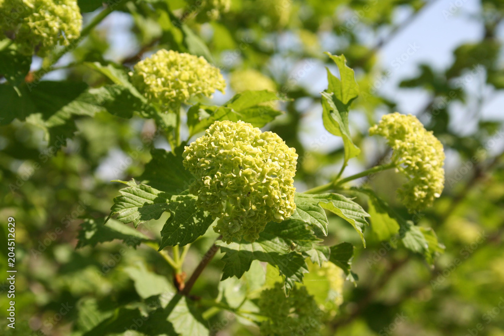 Viburnum opulus with blossoms in spring. Snowball bush in the garden Viburnum opulus with blossoms in spring. Snowball bush in the garden