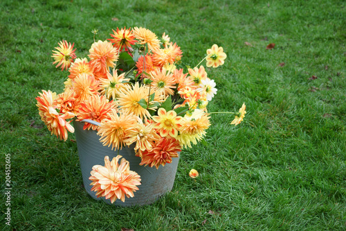Fototapeta Naklejka Na Ścianę i Meble -  Cut Dahlias Bucket Ground Grass