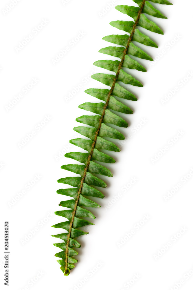 Green fern leaves isolated on white background Green fern leaves isolated on white background