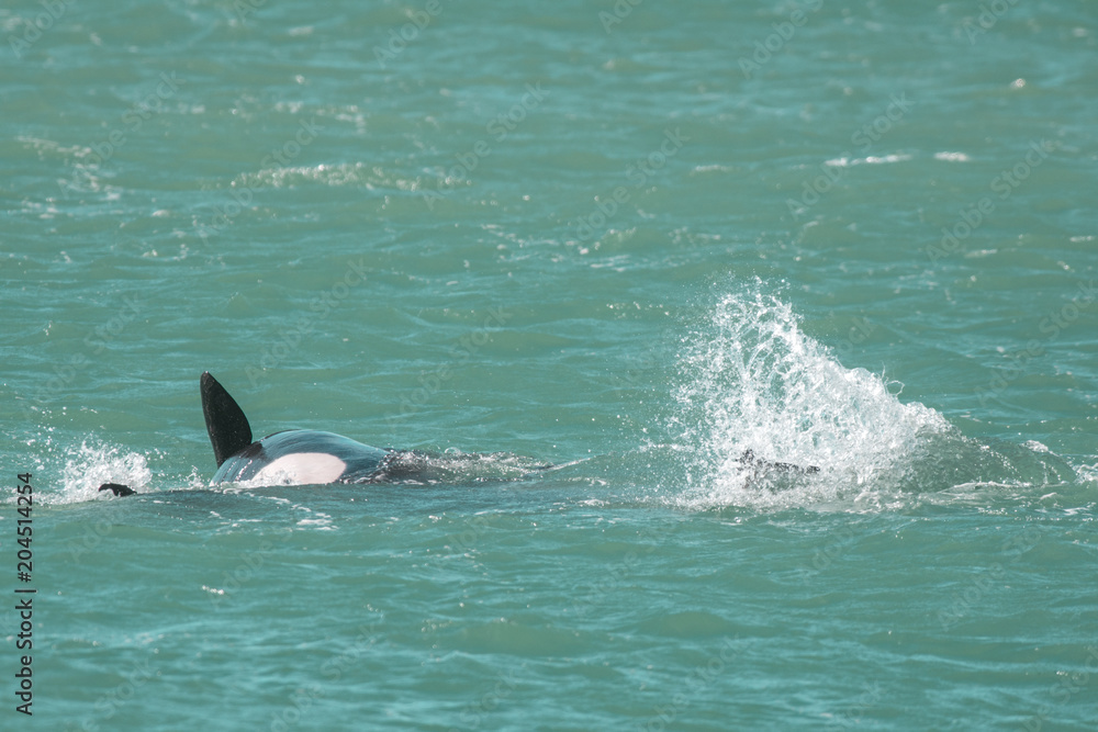 Fototapeta premium Orca Family, Patagonia Argentina