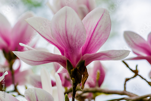Magnolia in bloom