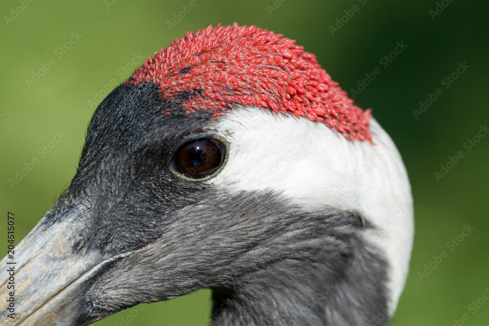 Fototapeta premium Grus japonensis - Gru della Manciuria