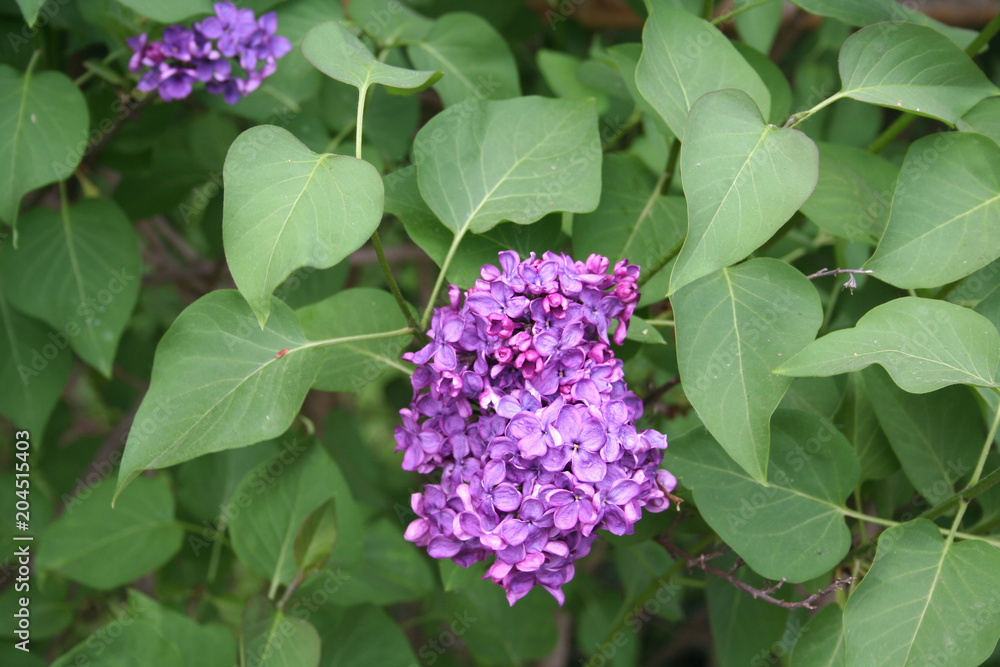 Spring branch of blossoming lilac. Syringa vulgaris Spring branch of blossoming lilac. Syringa vulgaris