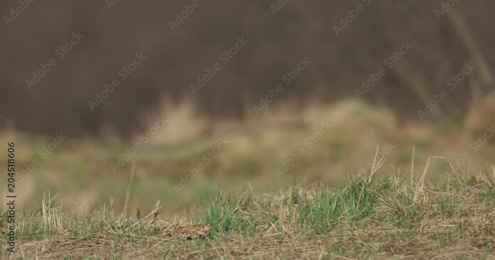 One common toad is going through tke meadow to the pond, 4k One common toad is going through tke meadow to the pond, 4k