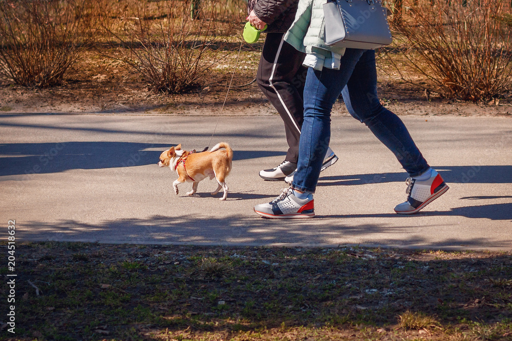 Two women on a walk in the park with a small dog