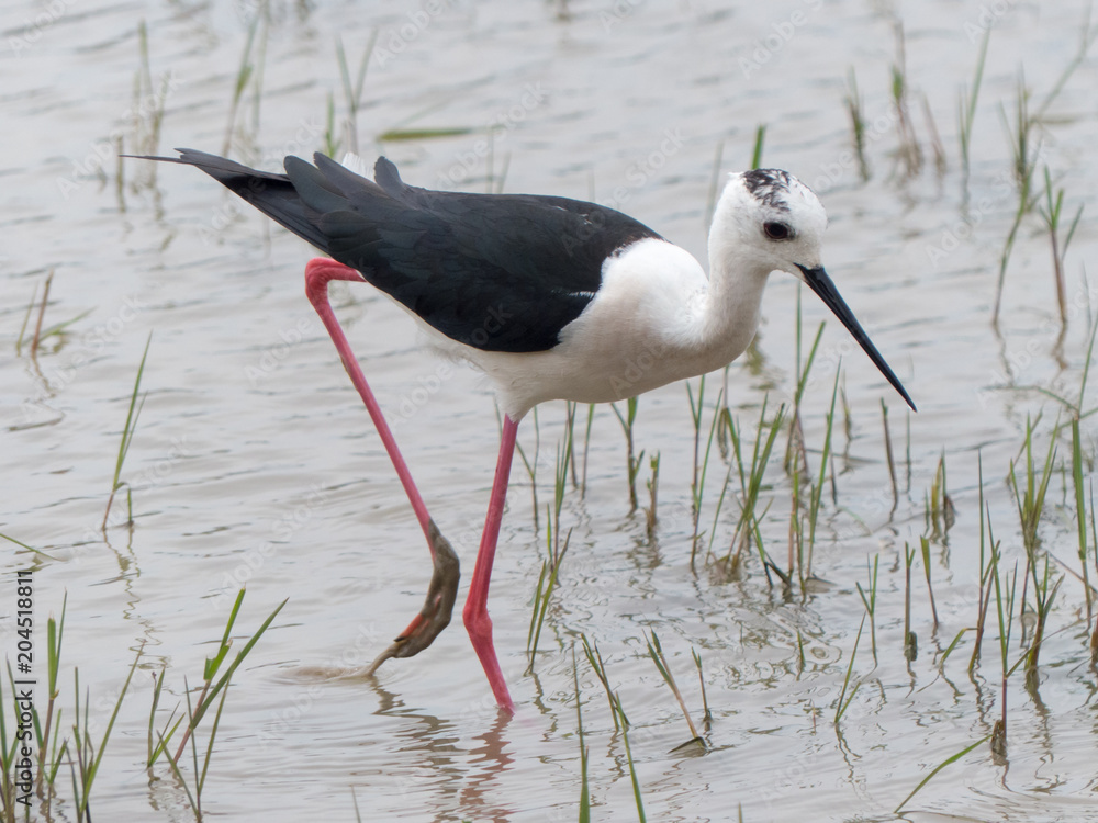 Fototapeta premium Himantopus himantopus - Cavaliere d'Italia