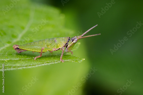 Image of Slant-faced or Gaudy Grasshopper on nature background. Insect. Animal