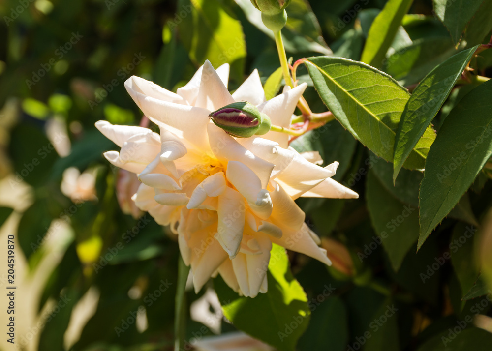 Fototapeta premium White rose with Bud Sochi arboretum