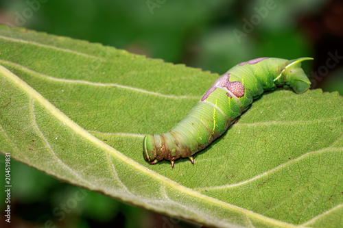 Image of green caterpillar on green leaves. Insect. Animal