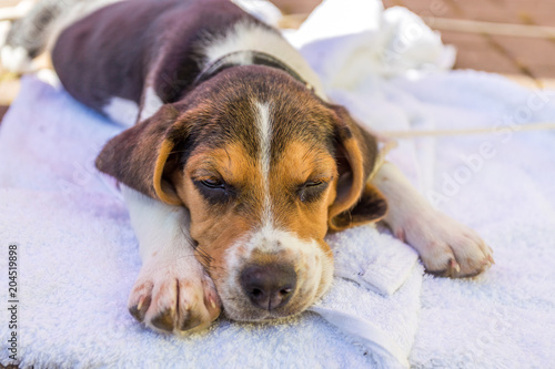 Schlafender Welpe Beagle