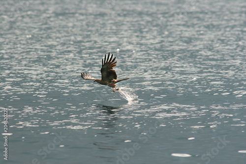 Milvus migrans - Nibbio bruno