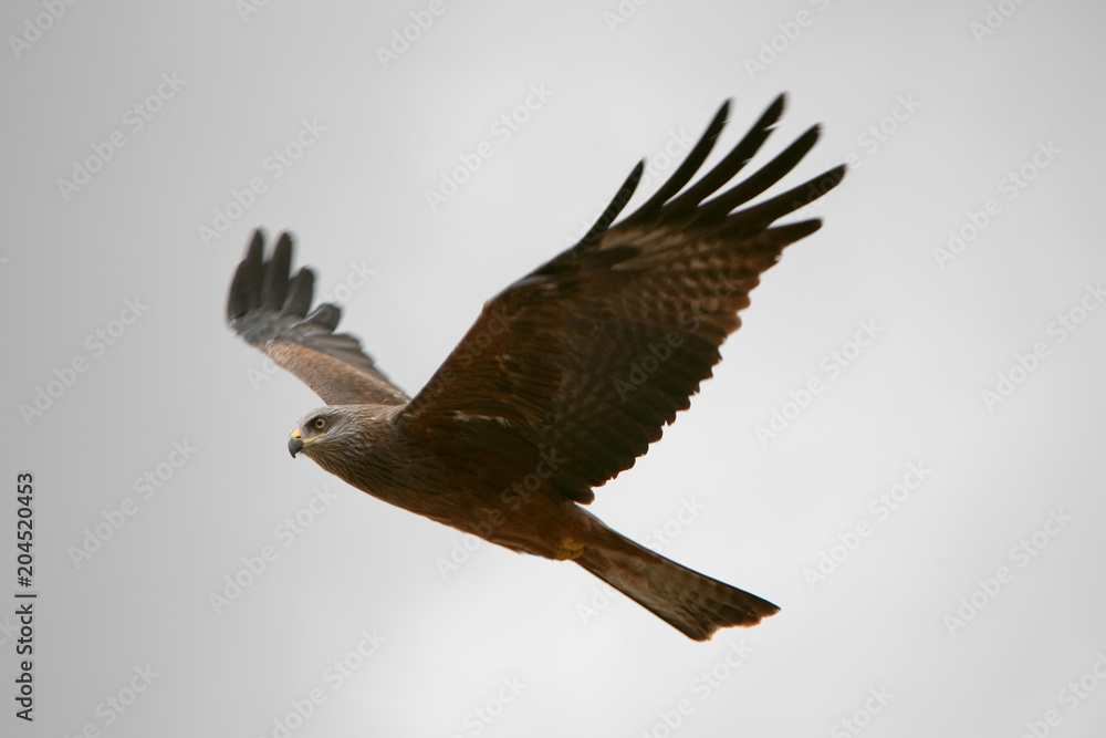 Fototapeta premium Milvus migrans - Nibbio bruno