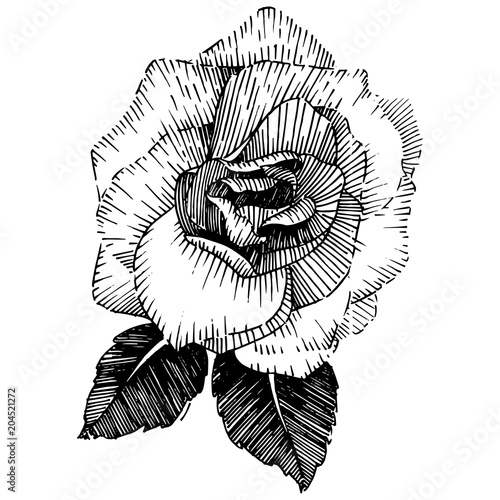 Wildflower rose flower in a vector style isolated. Vector wildflower for background, texture, wrapper pattern, frame or border.