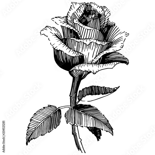 Wildflower rose flower in a vector style isolated. Vector wildflower for background, texture, wrapper pattern, frame or border.