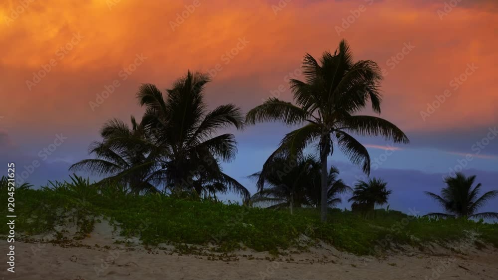 Mayan Riviera palm trees beach sunrise Caribbean Mayan Riviera palm trees beach sunrise Caribbean