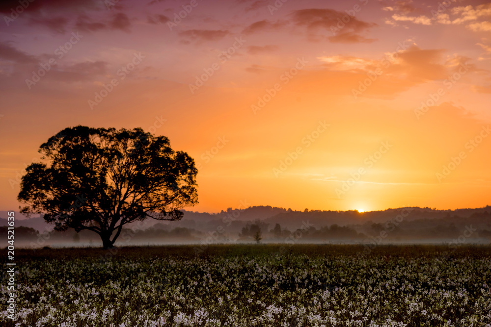 Amazing sunset over the field of beautiful yellow wild daffodils Amazing sunset over the field of beautiful yellow wild daffodils