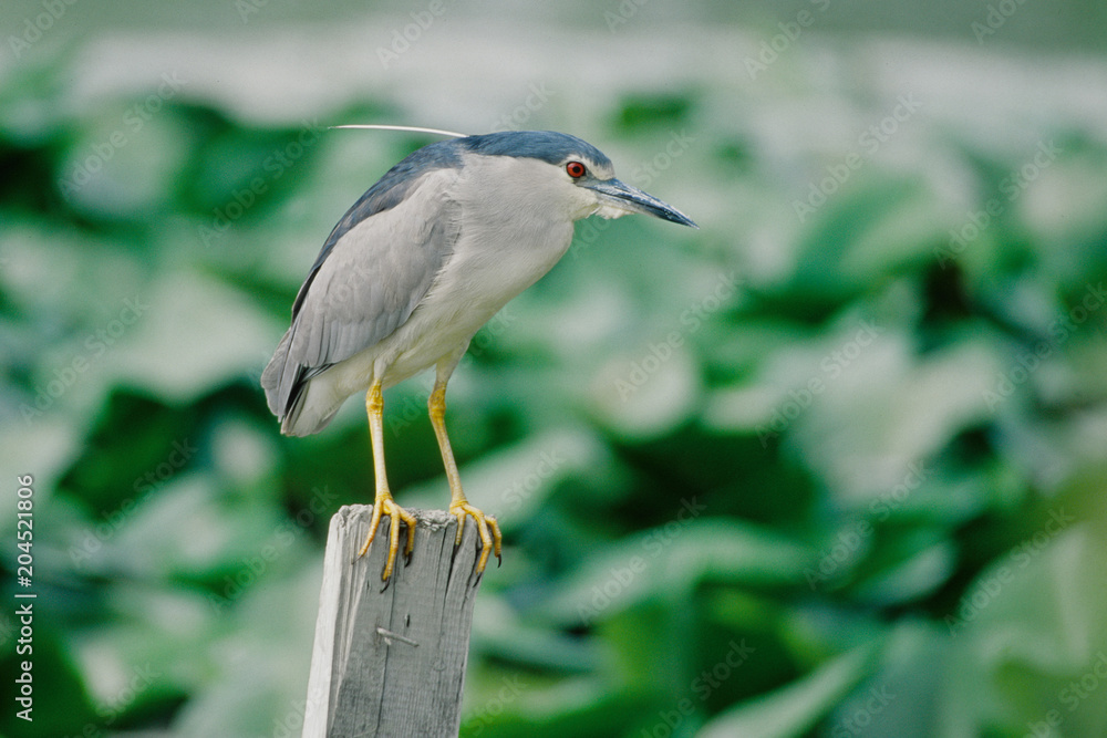 Nycticorax nycticorax - Nitticora Nycticorax nycticorax - Nitticora