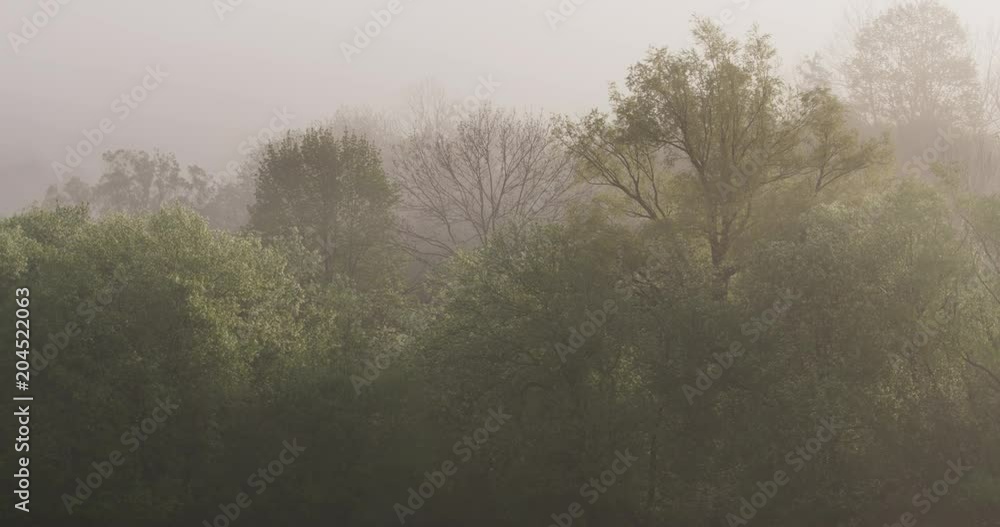 The mysterious forest in the mist, Europa, 4k The mysterious forest in the mist, Europa, 4k