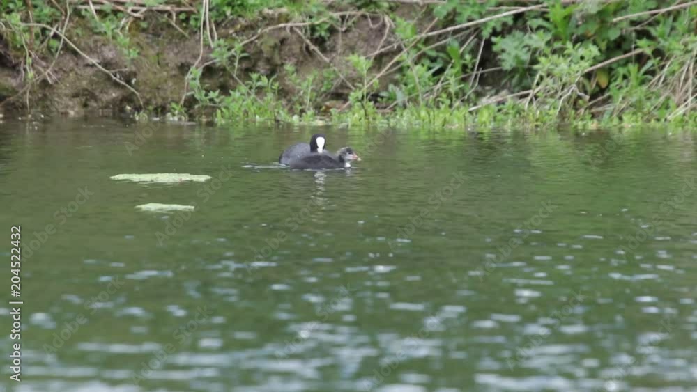 AN adult Coot feeding one of it's chick with reflections in the water AN adult Coot feeding one of it's chick with reflections in the water