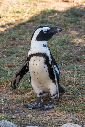 An african penguin standing on the ground