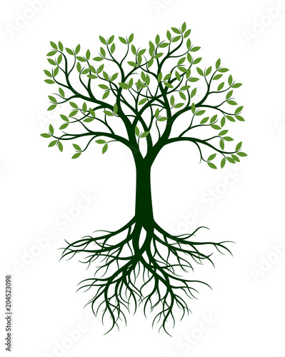 Green Tree with Leaves and Root. Vector Illustration.