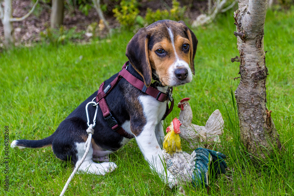 Beagle Welpe Beagle Welpe