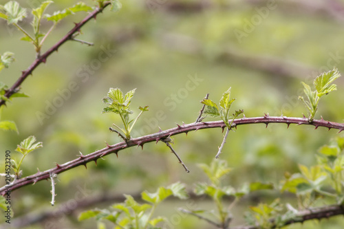 Quadro su tela bramble branch with copy space