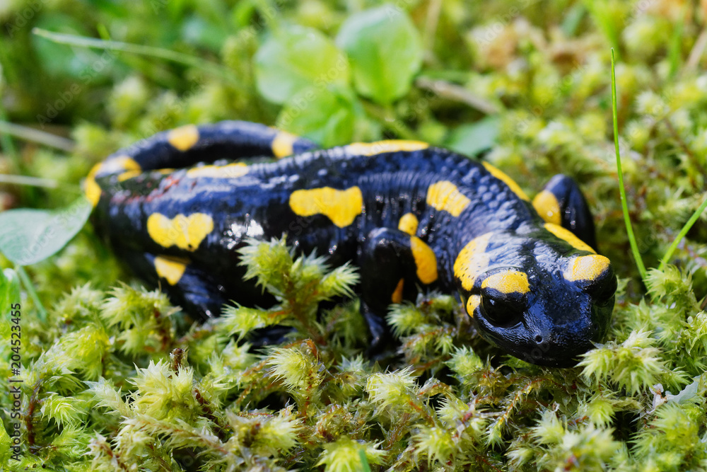 Fire salamander (Salamandra salamandra) in a nature Fire salamander (Salamandra salamandra) in a nature