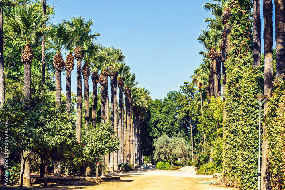Obraz premium Daylight view to alley with tall green palms growing on side
