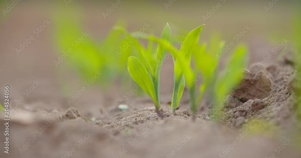 Crops Growing In Cultivated Soil At Farm Crops Growing In Cultivated Soil At Farm