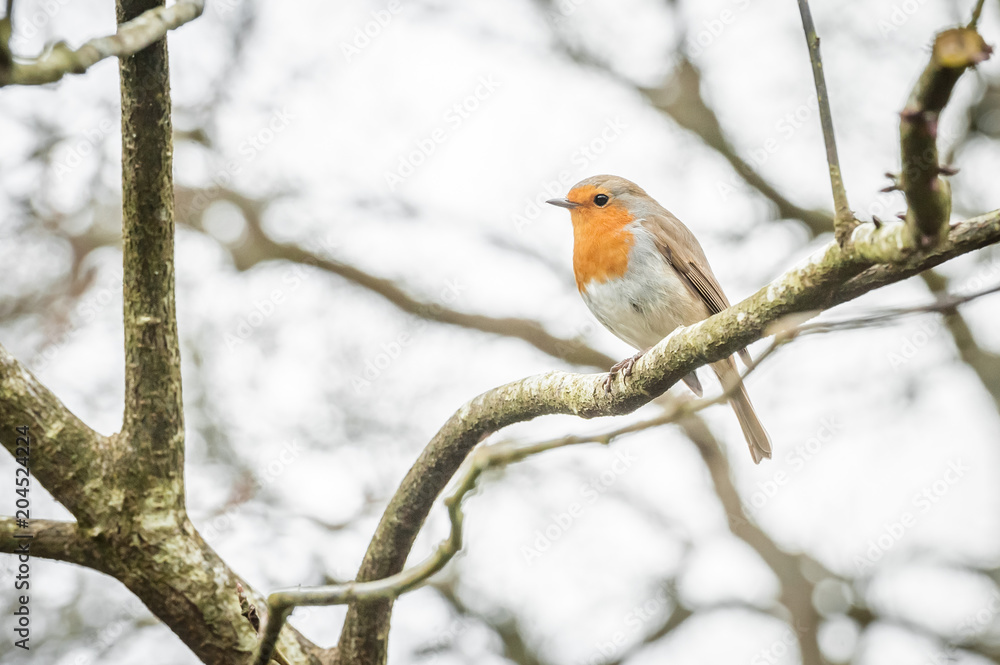 closeup of a robin closeup of a robin