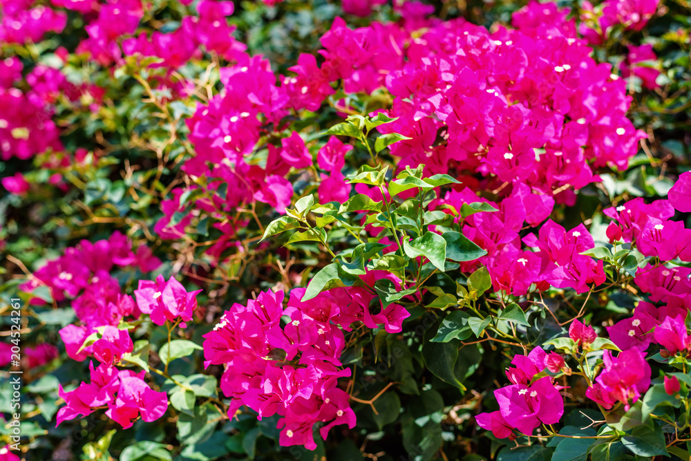 Daylight view to sun shining on colorful Bougainvillea flowers Daylight view to sun shining on colorful Bougainvillea flowers