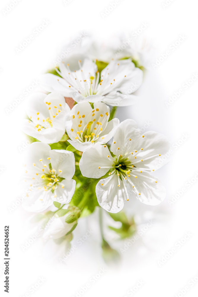 fruit tree orchard with blossom fruit tree orchard with blossom